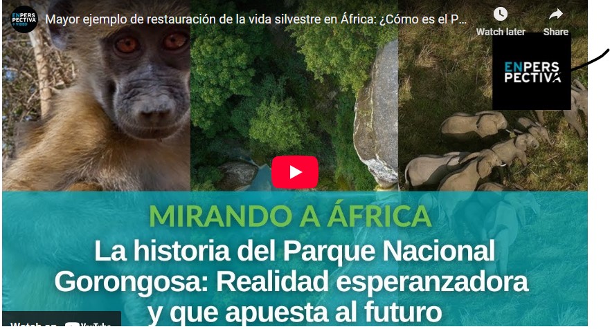 Captura de pantalla: anuncio de mi programa de radio Mirando Africa. Imágenes de fauna y naturaleza. Título: “La historia del Parque Nacional Gorongosa: Realidad esperanzadora y que apuesta al futuro”.